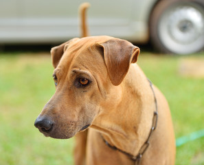 Thai dog