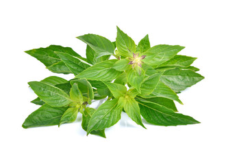 basil leaves isolated on white background