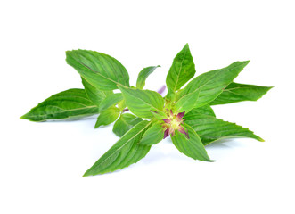 Fototapeta premium basil leaves isolated on white background