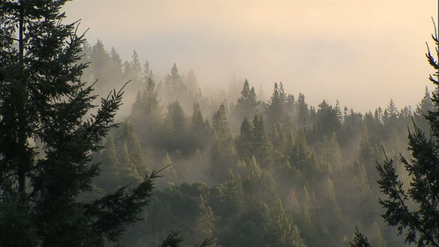 pan fog thru trees for time lapse