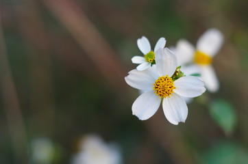 Bidens pilosa flowers