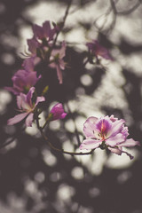 Obraz premium Phanera variegata flowers of Spring in Hanoi , Vietnam