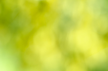 Obraz premium defocused green nature background
