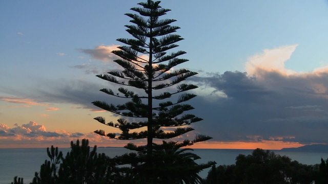 Gorgeous clouds behind a Norfolk pine and the ocean along California's central coast.