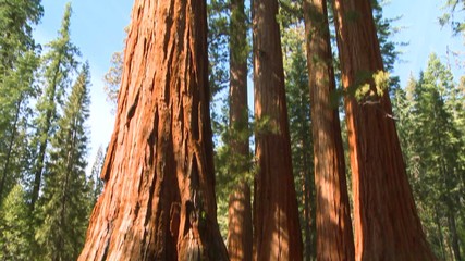Tilt up giant Sequoia trees in Yosemite National Park. - Powered by Adobe