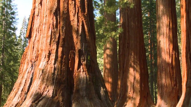 Giant Sequoia trees in Yosemite National Park.