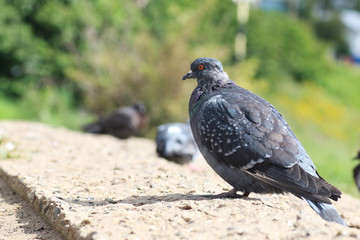 pigeons in the square