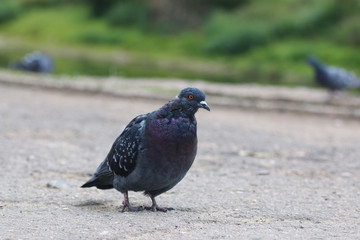 pigeons in the square