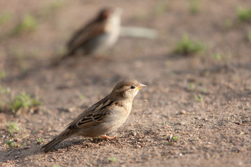 two sparrows