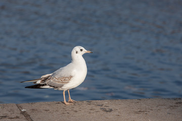 portrait of a seagull
