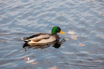 duck in water with autumn leaves