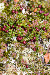 Low bush cranberries