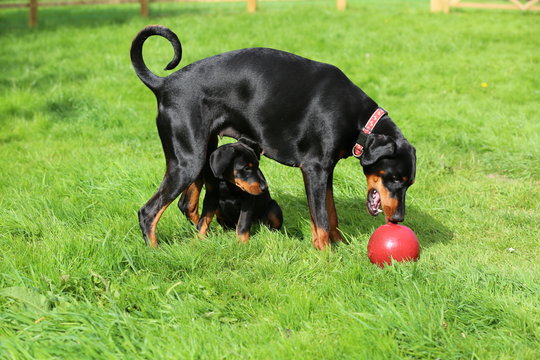 Evie and Cruz. Dobermans. Owner: Natalie Patel