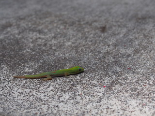 Green Newt on a gray concrete graound