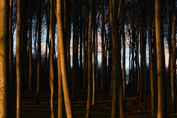 Bäume im Herbstlicht; Tulbingerkogel, Niederösterreich