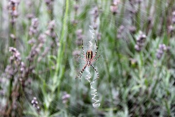 Araignée dans la lavande