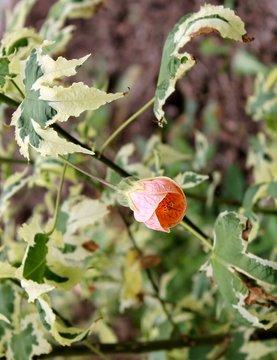 Pleur du jardin