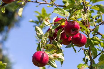 rote Äpfel am Baum mit blauem Himmel