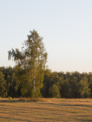 Obraz premium birch tree at sunset