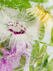 frozen abstraction of a carnation flower