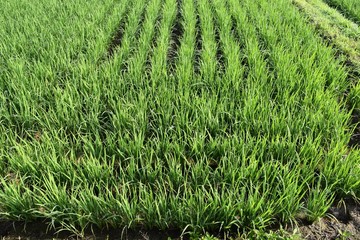 田植え50日後の田園風景／山形県の庄内地方で、田植え50日後の田園風景を撮影した写真です。