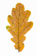 fall oak leaf on white background