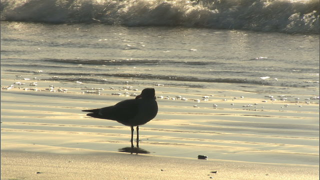 Back lit seagull on beach working waves