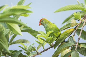 Ceylon Hanging-Parrot in Ella, Sri Lanka