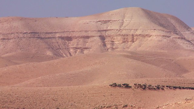Sheep and goats are led in the distance by a Bedouin shepherd in Israel or Jordan.