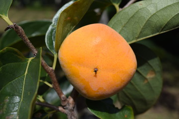 色づいてきた庄内柿／山形県の庄内地方で、種がなく美味しいことで有名な庄内柿の風景を撮影した写真です。色づいてきた柿の実で、収穫が近い柿です。