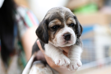 beagle puppy  so cute