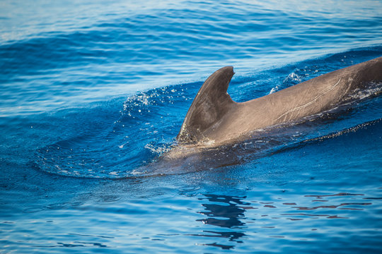 Dolphins swim in the ocean Canary Islands, Tenerife 