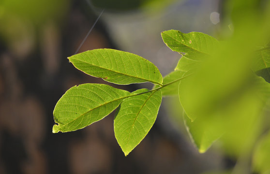 Green leaves of walnut tree on sunrise