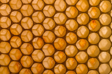 Honeycomb