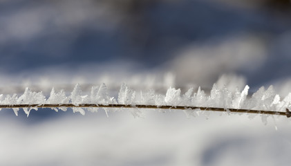 Obraz premium Ice butterflies