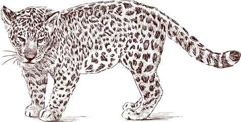cub of leopard