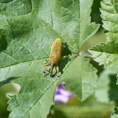 european weevil close up on green leaf