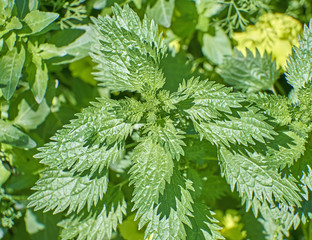 nettle leaves close up, green natural background