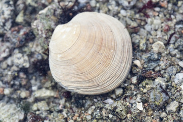 Shell