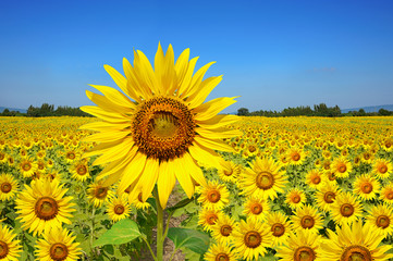 sunflower field over cloudy blue sky and bright sun lights