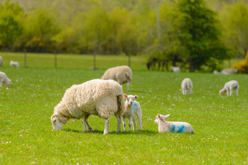 Obraz premium Sheep with lambs