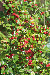 Obraz premium Zwergmispel