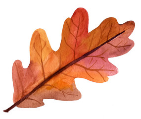 A beautiful autumn watercolor oak leaf on white background