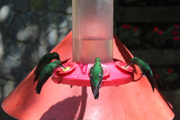 Vier Kolibris trinken an einer Futterstelle