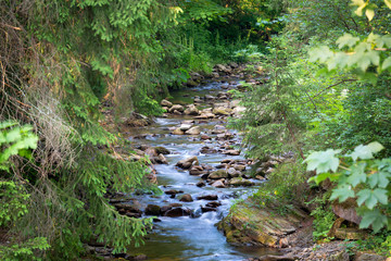 Mountain river in the wood.