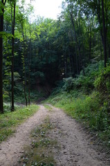 Leśna ścieżka