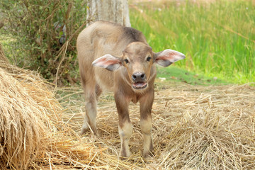 Thai Buffalo