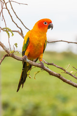 Fototapeta premium Colorful yellow parrot, Sun Conure (Aratinga solstitialis), stan