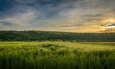 Beautiful sunset over rye field