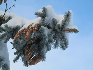 Заснеженная ветка © kwasy